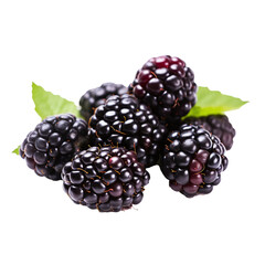blackberry isolated
