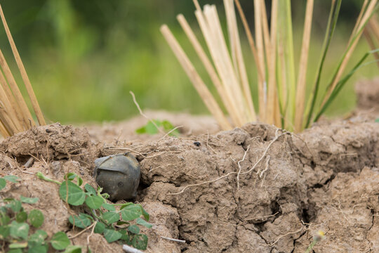 cluster bomb unit fall on the ground.