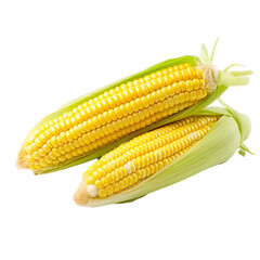 corn isolated