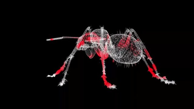 3D Insect rotates on black bg. Pest control, insect extermination. Insect Killing Services. For title, text, presentation. 3d animation 60 FPS