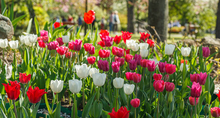 tulip bloom, beautiful field of tulips