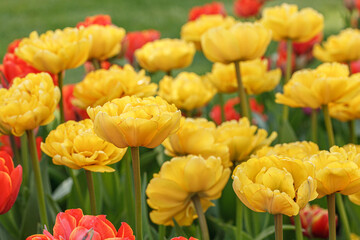 tulip bloom, beautiful field of tulips