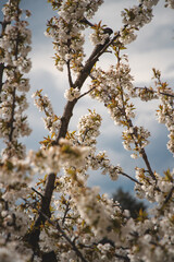 Blossoming pinkish blossoms of cherry and apple trees at sunset in spring. A magical and romantic place. Trees are awakening up