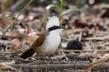 The White crested Laughing Thrush is a bird species known for its distinct white crest and cheerful vocalizations. - 622223655