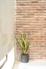 a beautiful arrangement of ornamental plants set against a backdrop of a brick wall, creating an aesthetically pleasing combination of natural and architectural elements