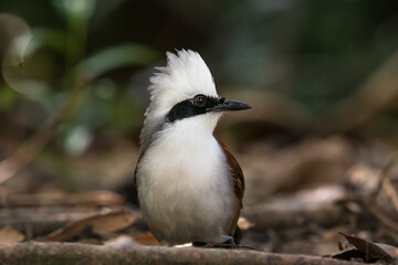The White crested Laughing Thrush is a bird species known for its distinct white crest and cheerful vocalizations. - 622223667