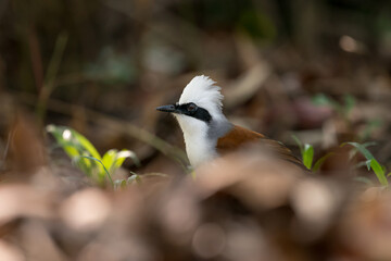 The White crested Laughing Thrush is a bird species known for its distinct white crest and cheerful vocalizations. - 622223676