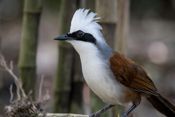 The White crested Laughing Thrush is a bird species known for its distinct white crest and cheerful vocalizations. - 622223677