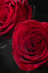 美しい赤いバラ