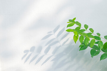 Leaf shadow and sunshine reflection. Green plant leaves and gray darkness with shade, light,...