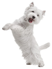 Cheerful, active dog of West Highland White Terrier standing on hind legs, playing isolated over...