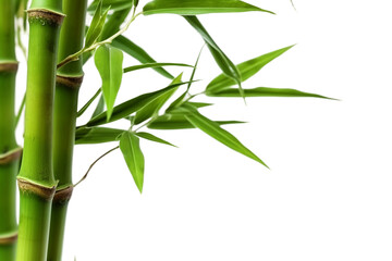 Bamboo stalk. isolated object, transparent background
