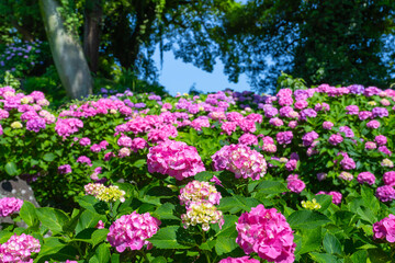 神奈川県小田原市　あじさいシーズンの小田原城