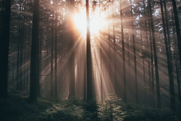 Rays of the morning sun shine through the dark forest as a hope for the plants to live better and to be able to carry out photosynthesis. Nature's fairy tale