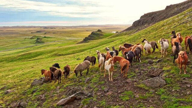 Aerial Panoramic Footage of Colored Running Wild Horses, Iceland. Slow Motion Drone 4k Footage, Rural Landscape.