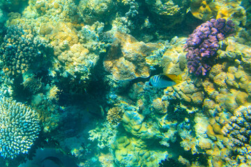 Naklejka na ściany i meble Threadfin butterflyfish (Chaetodon auriga) on coral reef in the Red sea in Ras Mohammed national park, Sinai peninsula in Egypt
