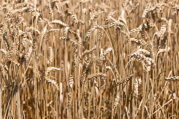 Background of spikelets of wheat on wheat field