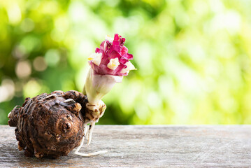 Curcuma comosa rhizomes and flower on nature background.