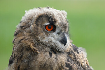 Portrait of a young Eurasian Eagle Owl
