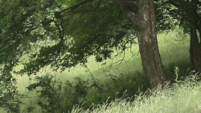 Tree close up on a field in a windy day. Warm summer day in the forest. Wind blowing through the leaves