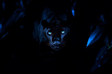 Whild black panther with blue eyes at tropical jungle , toned background, generative ai - obrazy, fototapety, plakaty