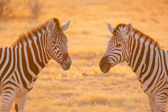 Close up image of two zebra, Equus quagga, or Equus burchellii in warm golden morning light in Etosha Namibia