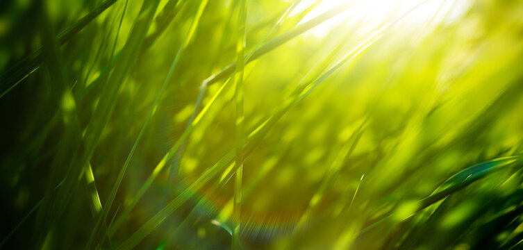 Art green grass in a meadow at sunset. Macro image, shallow depth of field. Abstract summer nature texture background