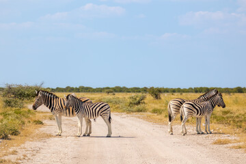 Fototapeta na wymiar A group of zebra, Equus quagga, or Equus burchellii standing on a gravel road