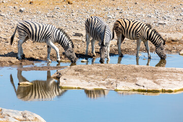 Fototapeta na wymiar Small herd of zebra, Equus quagga, or Equus burchellii drinking at a waterhole in Etosha National Park Namibia