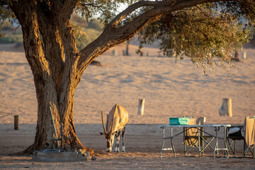 Browsing gemsbok or South African oryx, Oryx gazella, on campground in warm golden morning light