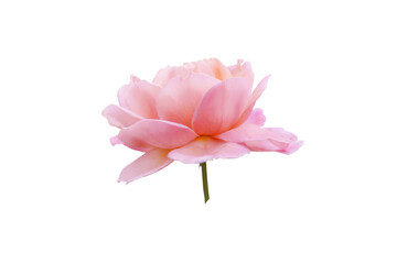 Single rose flower in pastel pink, isolated, png format.