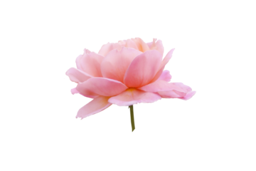 Single rose flower in pastel pink, isolated, png format.