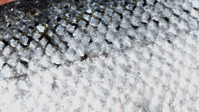close-up, skin and scales raw salmon fillet. Raw salmon or trout.