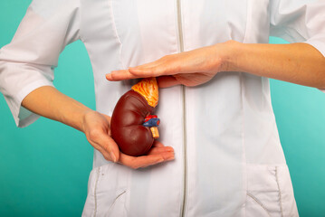 woman nurse is holding mockup human kidney . Help and care concept. Help and care concept