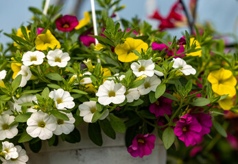 Colorful Calibrachoa or bell flower in flowerpot. Seasonal flowers