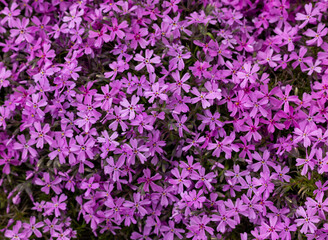 lilac aubrieta deltoidea flowers in the garden.