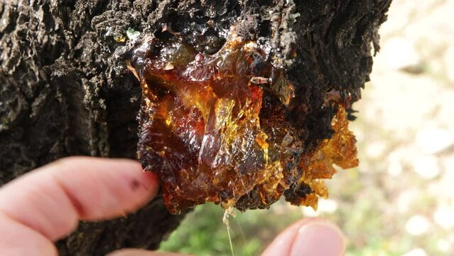 Touching with the hand the resin of a tree, natural coating for protection against insects