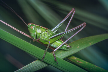 Fototapeta premium Grasshopper