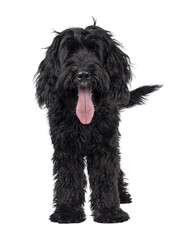 Cute black Labradoodle, standing facing front. Looking straight to camera. Tongue out, panting. Isolated cutout on a transparent background.