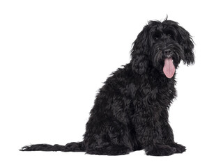 Cute black Labradoodle, sitting side ways. Looking straight to camera. Tongue out, panting. Isolated cutout on a transparent background.