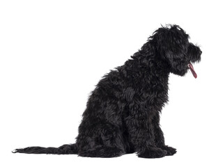 Cute black Labradoodle, sitting side ways. Looking side ways, away from camera. Tongue out, panting. Isolated cutout on a transparent background.