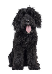 Cute black Labradoodle, sitting up facing front. Looking straight to camera with head tilt....