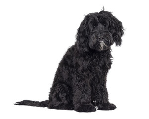 Cute black Labradoodle, sitting side ways. Looking straight to camera. Isolated cutout on a transparent background.