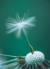 Dandelion
