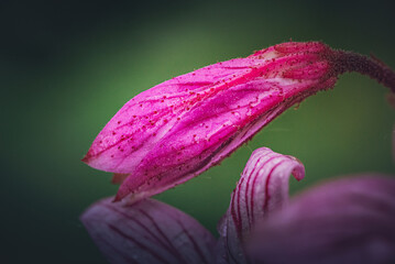 Garden flower