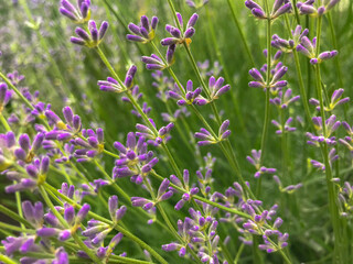 fine sprigs of lavender close up