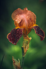 Iris flower