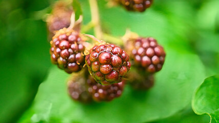 Blackberry on the branch. Ripe fruit. Vitamin rich fruit. Close up of food