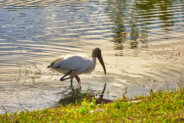 Fototapeta premium Birds in park in Satellite Beach Florids