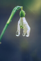 Snowdrop